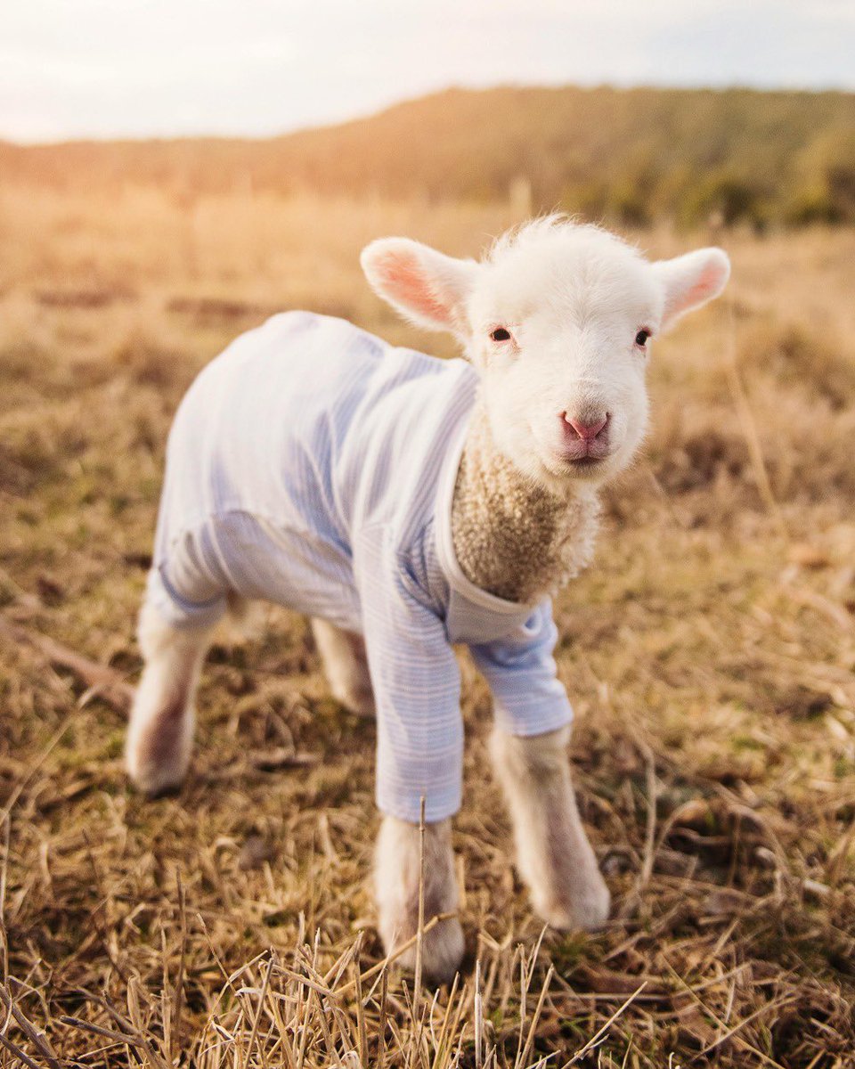 Croft Television tweet media