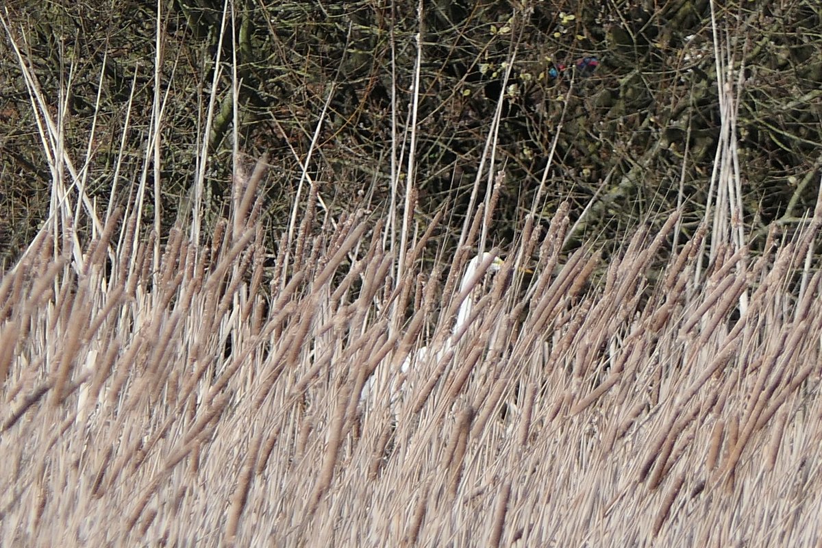 𝓡𝓮𝓿𝓭 𝓓𝓪𝓿𝓲𝓭 𝓐𝓽𝓴𝓲𝓷𝓼𝓸𝓷 tweet media