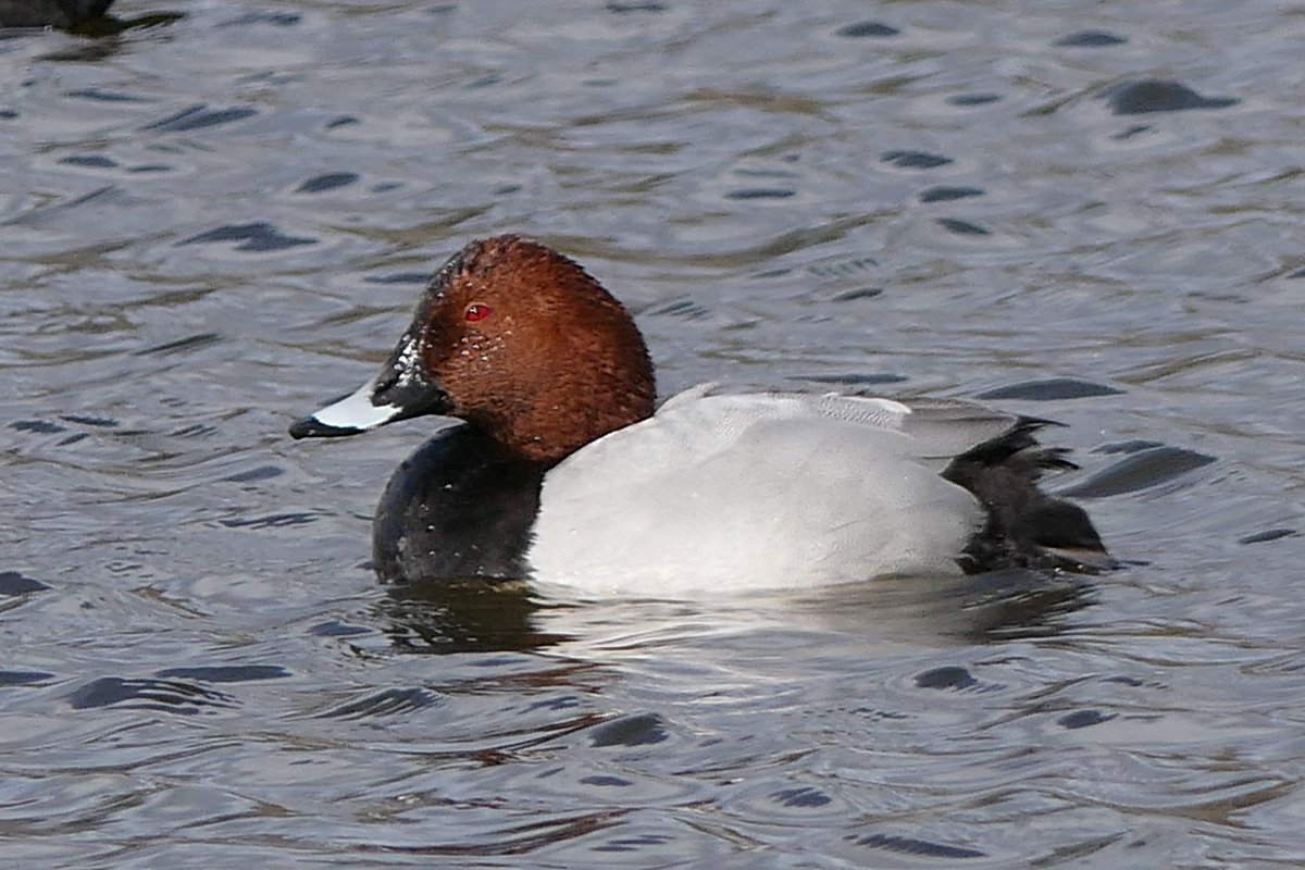 𝓡𝓮𝓿𝓭 𝓓𝓪𝓿𝓲𝓭 𝓐𝓽𝓴𝓲𝓷𝓼𝓸𝓷 tweet media