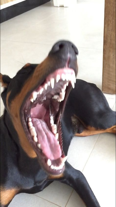 Meu cachorro depois de me ouvir dizer que vou para academia hoje...