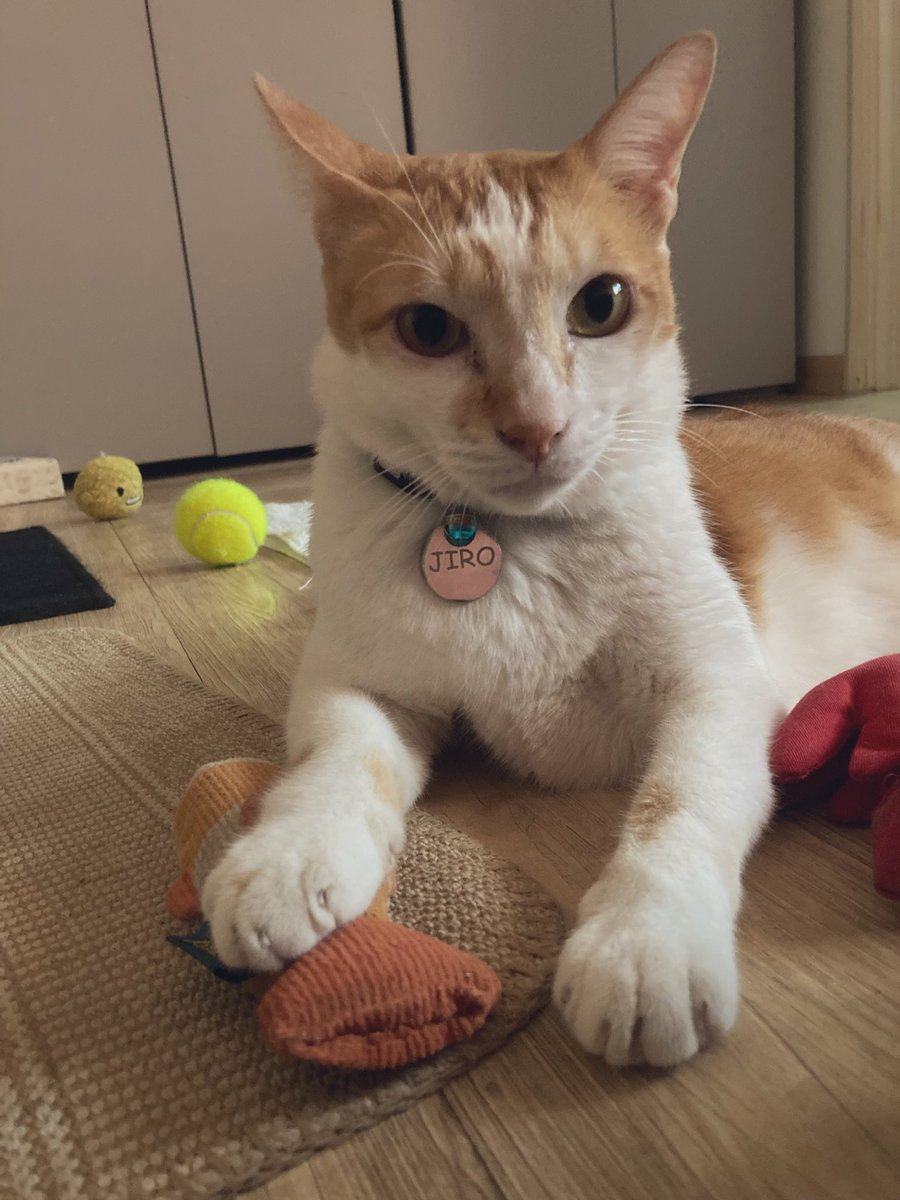 Tarojiro tweet media