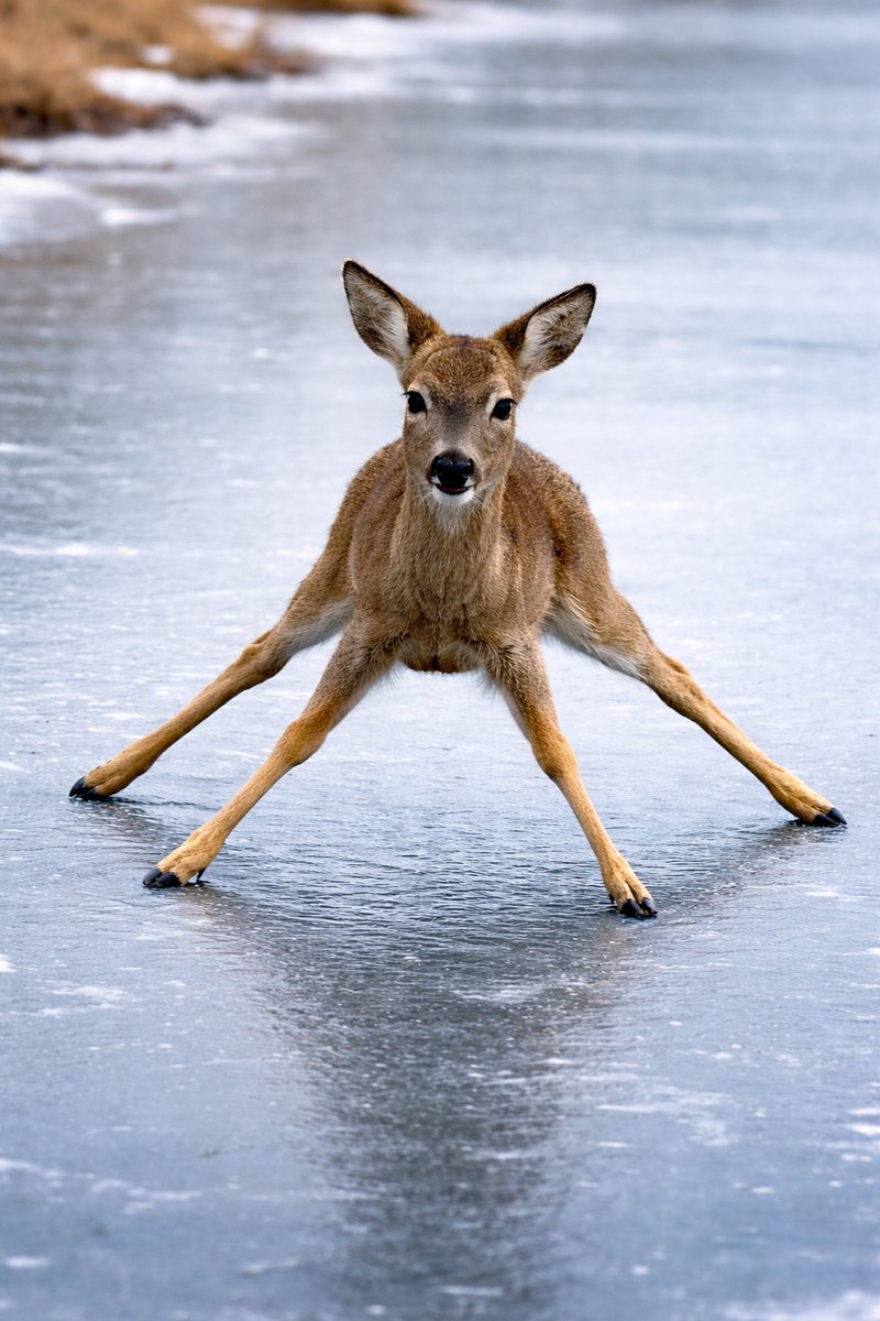 theoddthread tweet media