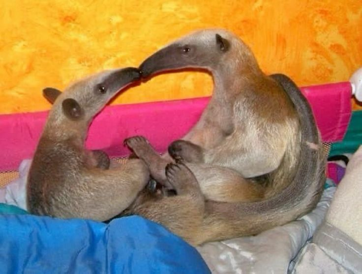 Conteúdo impróprio para menores: