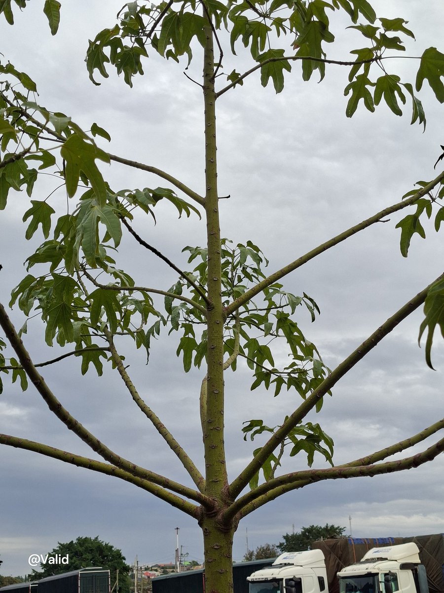A daily dose of a new tree. 
 Brachychiton acerifolius
Common name: Flame Tree
Family: Malvaceae.
📌 Kajiado Central.