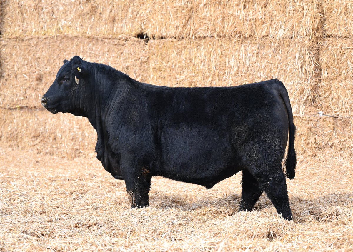 Kent Ribey tweet media