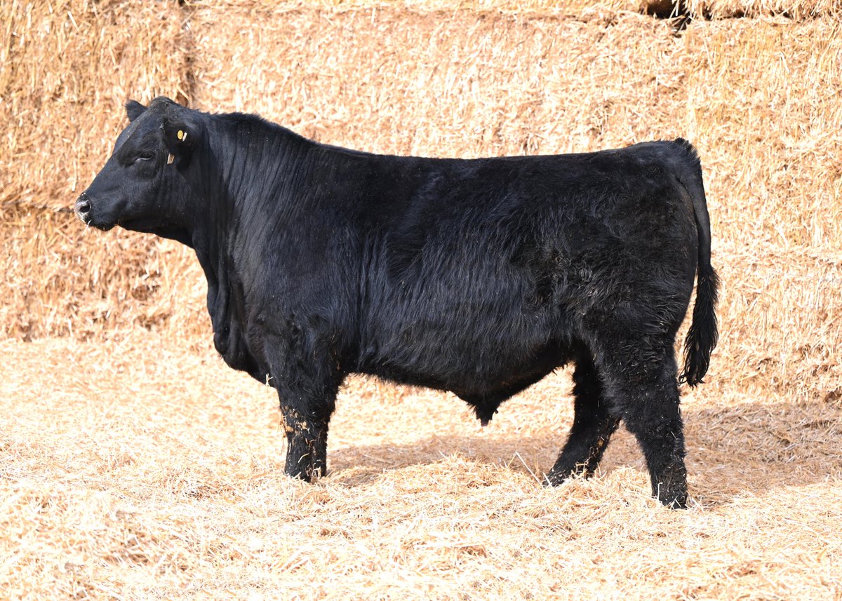 Kent Ribey tweet media