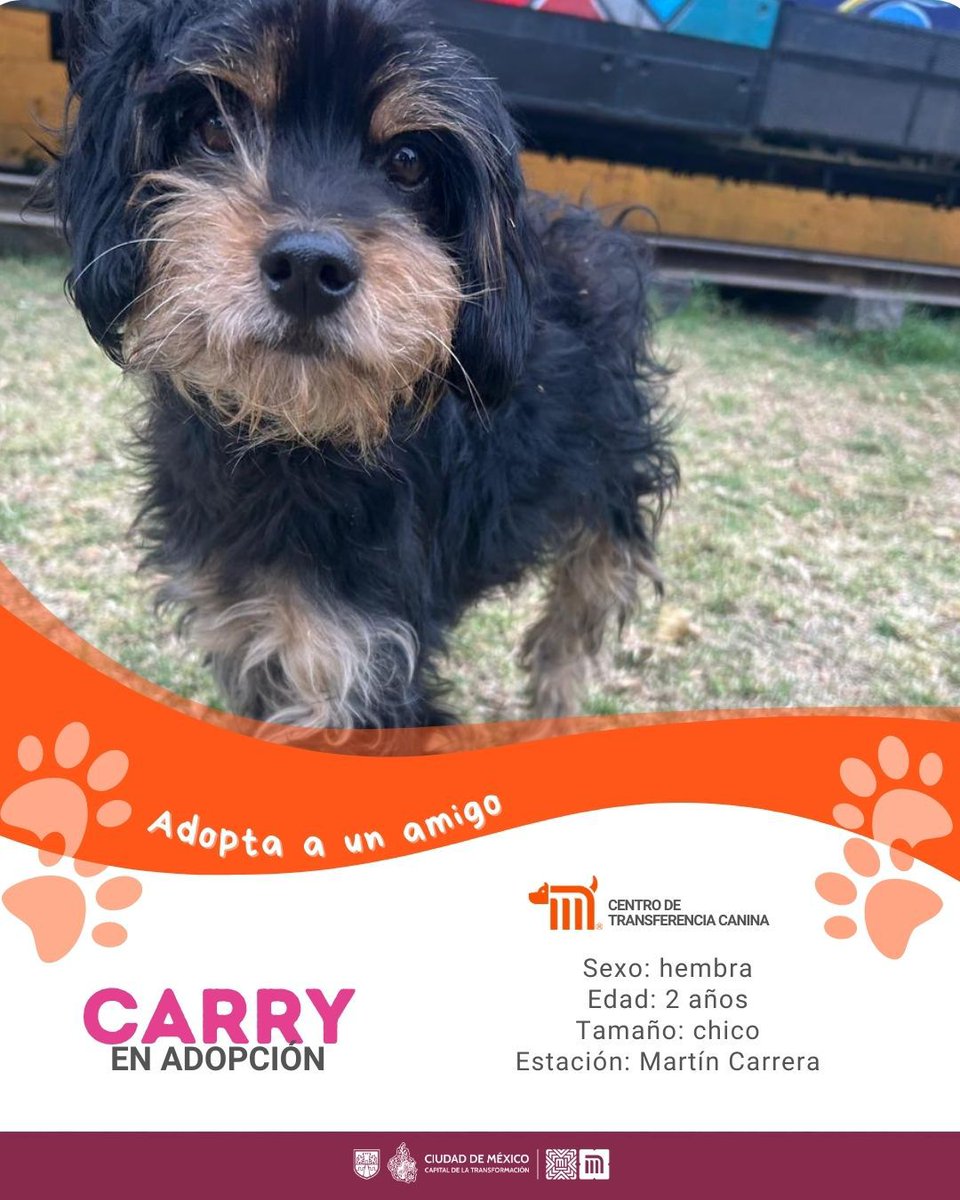 "Carry" está en busca de una familia, si deseas darle la oportunidad de ser adoptada comunícate con el <a href="/ctcdelmetro/">CTC del Metro</a>, vía e-mail a: ctc@metro.cdmx.gob.mx  
Consulta requisitos de adopción en 👉🏼 bit.ly/41Z16Cd 🐾  #AdoptaNoCompres 🐶🏡