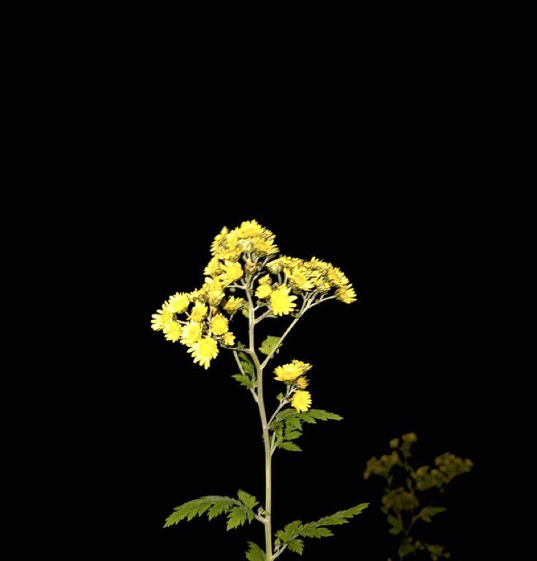 사진에 남기면 추억이지만
가슴에 담으면 그리움이라,
영혼에 새긴 뒤에야 사랑이라 쓴다 

시 한 줄, 사진 한 점에 
너는 여전히 숨을 쉬고 
내 세상은 온통 너로 흐른다