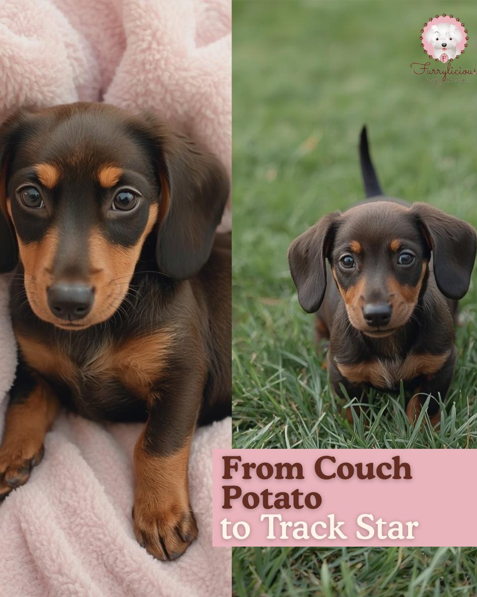 FurryliciousNJ's tweet image. From Couch Potato to Track Star 🐕🌤️ Read more 👉 furrylicious.com/seasonal-dog-b…

#SpringDogs