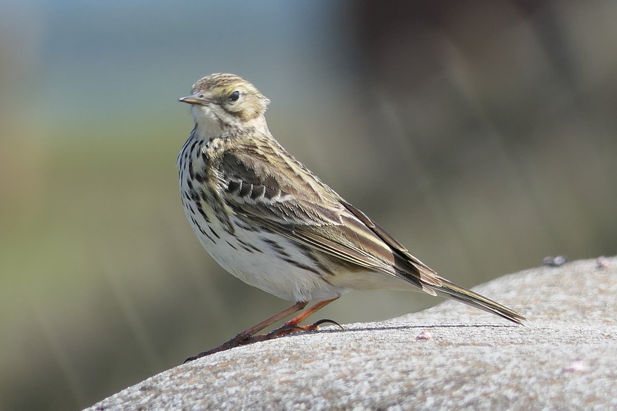 𝓡𝓮𝓿𝓭 𝓓𝓪𝓿𝓲𝓭 𝓐𝓽𝓴𝓲𝓷𝓼𝓸𝓷 tweet media