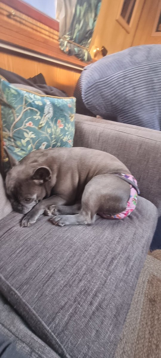 WayneDJC tweet media