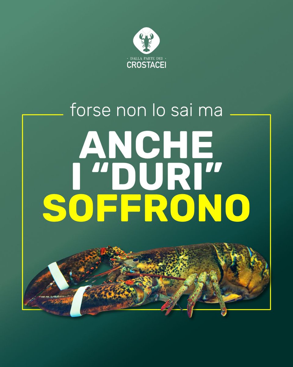 CIWF Italia tweet media