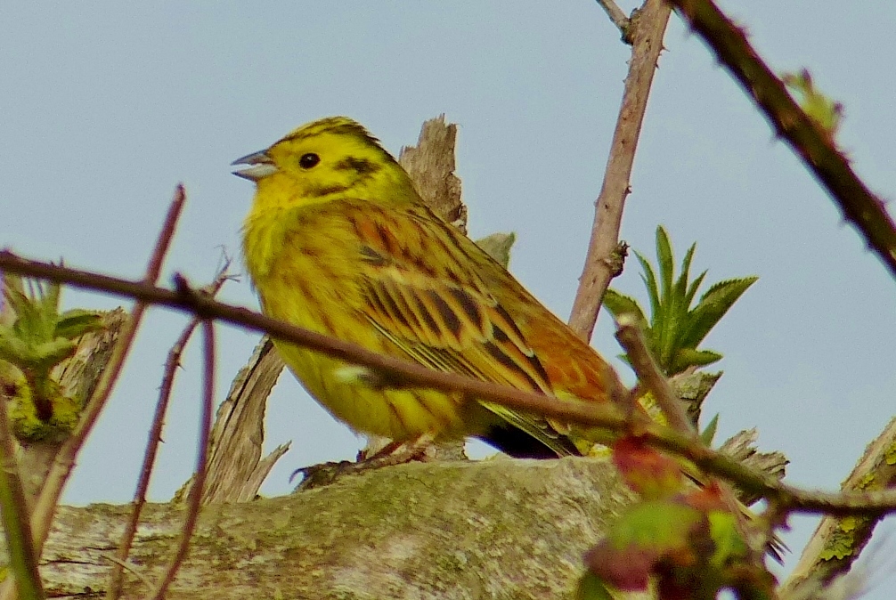 𝓡𝓮𝓿𝓭 𝓓𝓪𝓿𝓲𝓭 𝓐𝓽𝓴𝓲𝓷𝓼𝓸𝓷 tweet media