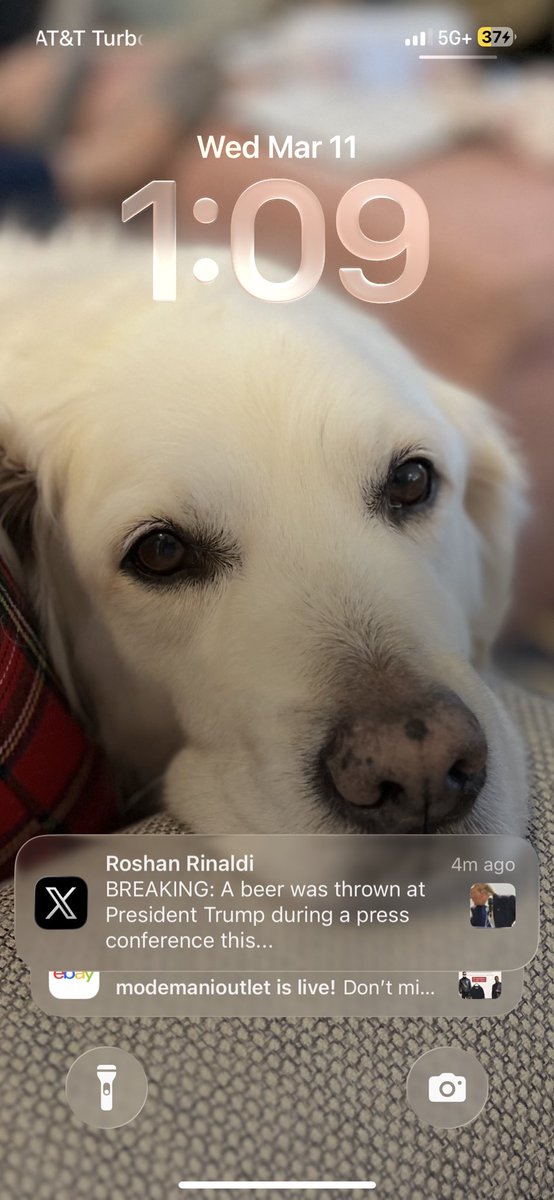 SarahEL17's tweet photo. Ngl, when I first glanced at this notification, I thought it said “a *bear-🐻was thrown at… Trump…”

I’m a little disappointed, but this is still a great post and made me laugh. Thank you, @Roshan_Rinaldi https://t.co/V6zOZwMPnk