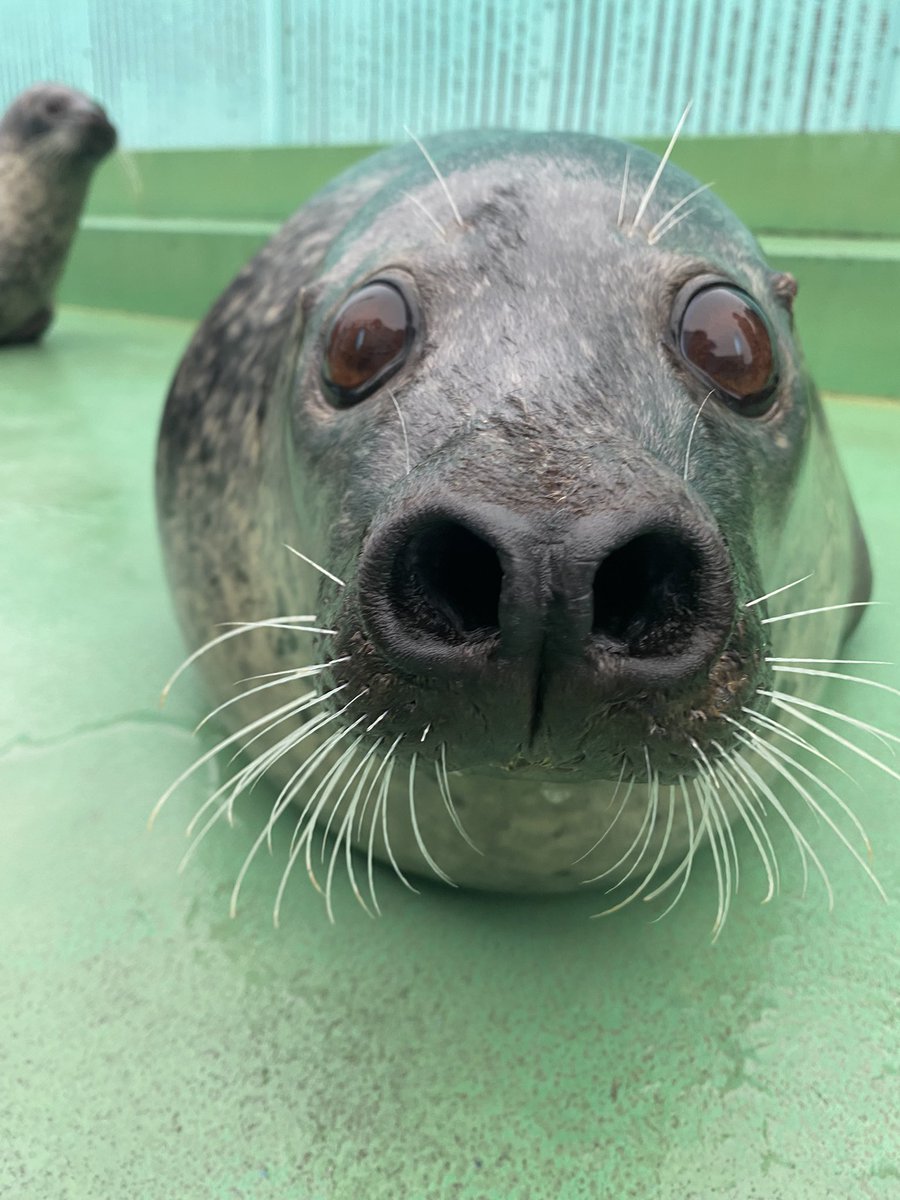 NOELLE 🦭 tweet media