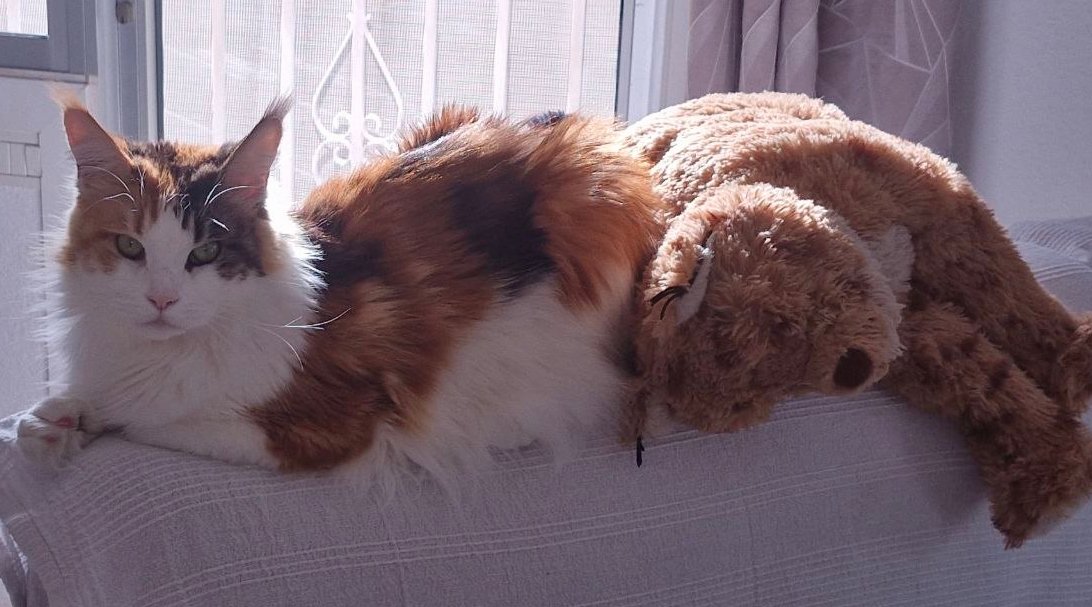 Una Alienada tweet media