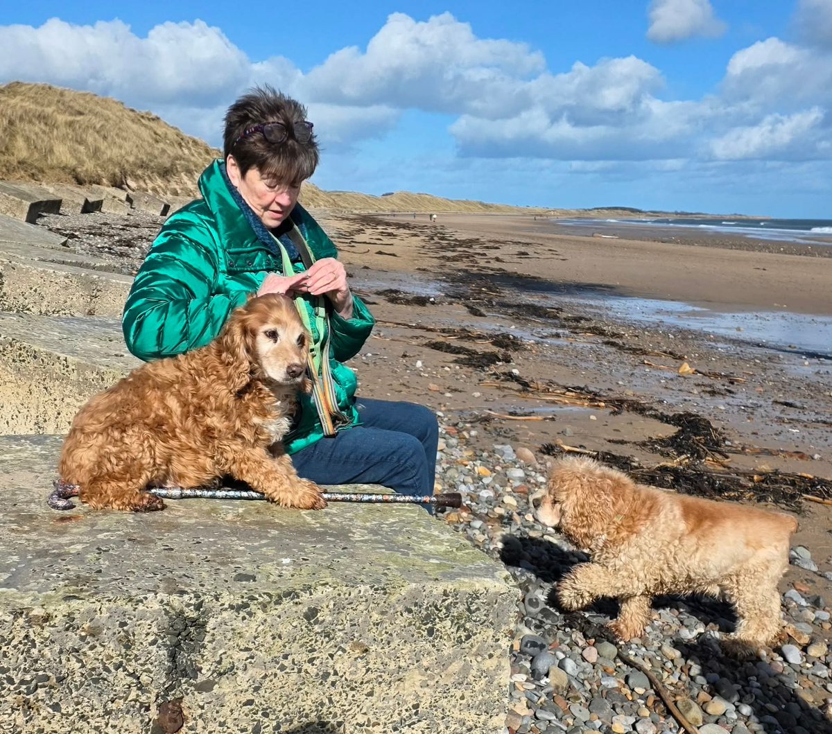 Super Spaniels tweet media