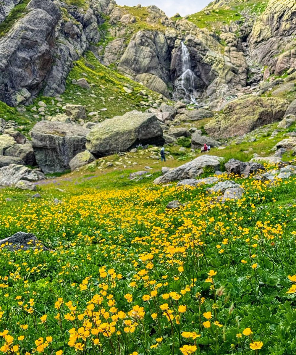 Otar Rogava tweet media