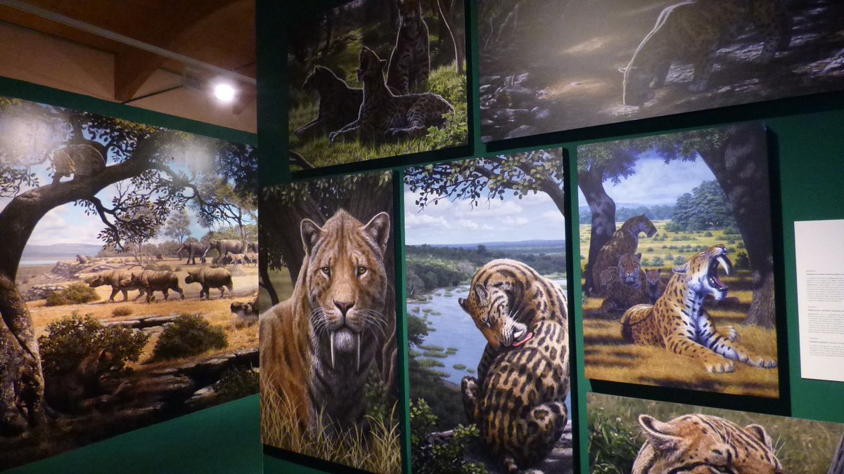 DIRUS Sociedad Científica tweet media