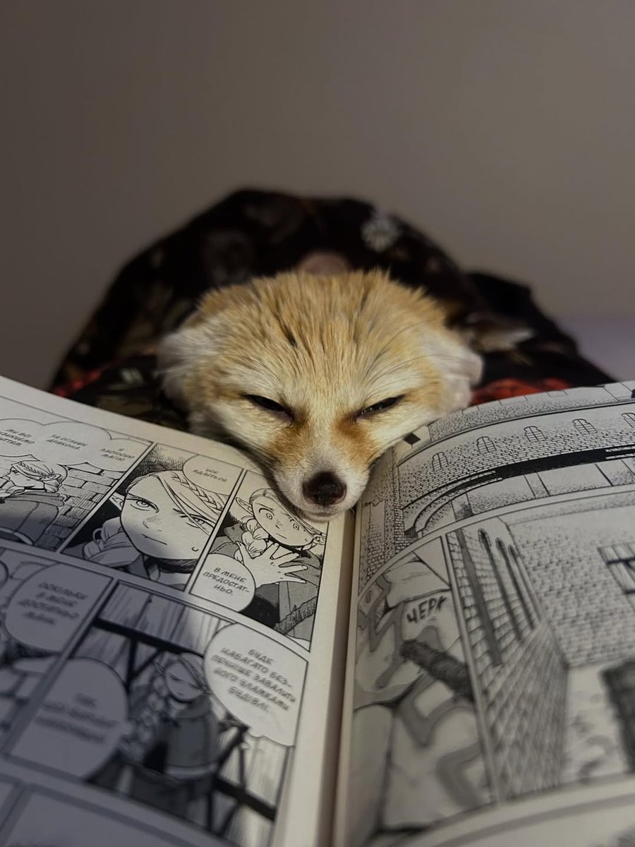 🍁 𝓣𝓱𝓮 𝓕𝓸𝔁 𝓛𝓲𝓯𝓮 🌾🦊 (@thefoxlife) on Twitter photo 