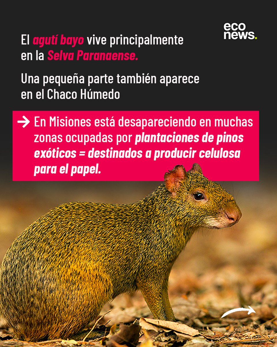econewsES's tweet photo. 🐾 El agutí bayo, un roedor típico de la selva misionera, está desapareciendo de muchas zonas ocupadas por plantaciones de pinos.

🌰 Este pequeño mamífero cumple un rol ecológico fundamental: se alimenta de frutos y semillas y muchas veces las entierra para consumirlas después. Muchas de esas semillas quedan olvidadas y germinan, ayudando a regenerar la selva.

🌲 Un estudio de investigadores del CONICET comparó bosques nativos con cultivos forestales y encontró cambios claros en la fauna: especies como el agutí aparecen mucho menos en áreas dominadas por plantaciones de pinos.

📄 Estas plantaciones están compuestas principalmente por pinos y eucaliptos cultivados para la industria foresto-industrial. De ahí sale el papel, cartón, papel higiénico, pañuelos, servilletas e incluso aditivos alimentarios.

📊 En Misiones hay más de 400 mil hectáreas de plantaciones forestales, lo que equivale a cerca del 14 % de la superficie de la provincia.

📉 El agutí está catalogado como Casi Amenazado en Argentina, principalmente por la pérdida de hábitat, la fragmentación del bosque y la presión de caza.

🌳 Los científicos advierten que conservar corredores de bosque nativo dentro del paisaje forestal podría ayudar a reducir el impacto sobre especies como el agutí y otras que dependen de la selva.

💬 Y vos, ¿conocías al agutí?

📷:INTA, Guillermo Gil, PN Iguazú, Argentina Nativa 

#papel #selva #madera