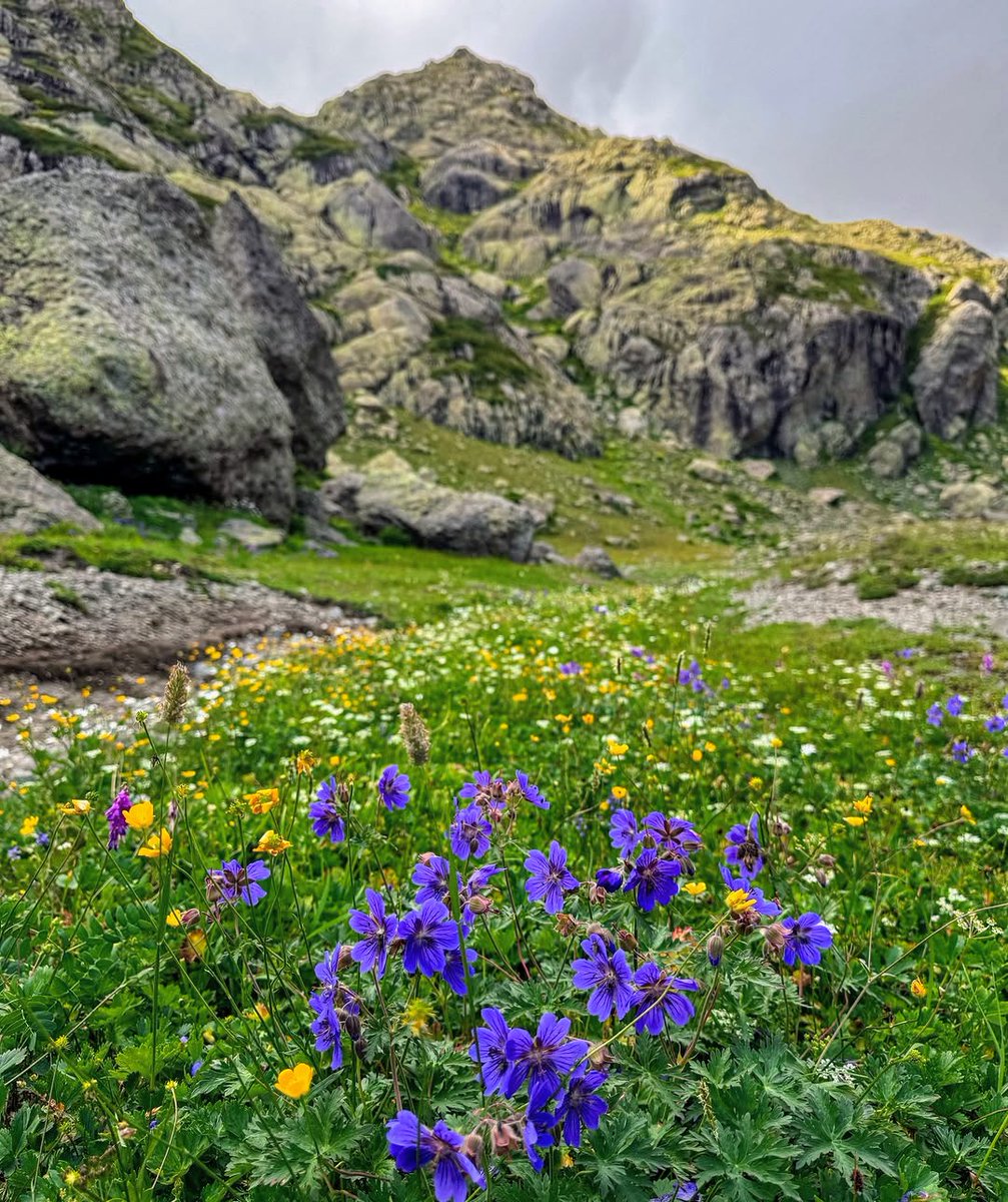 Otar Rogava tweet media