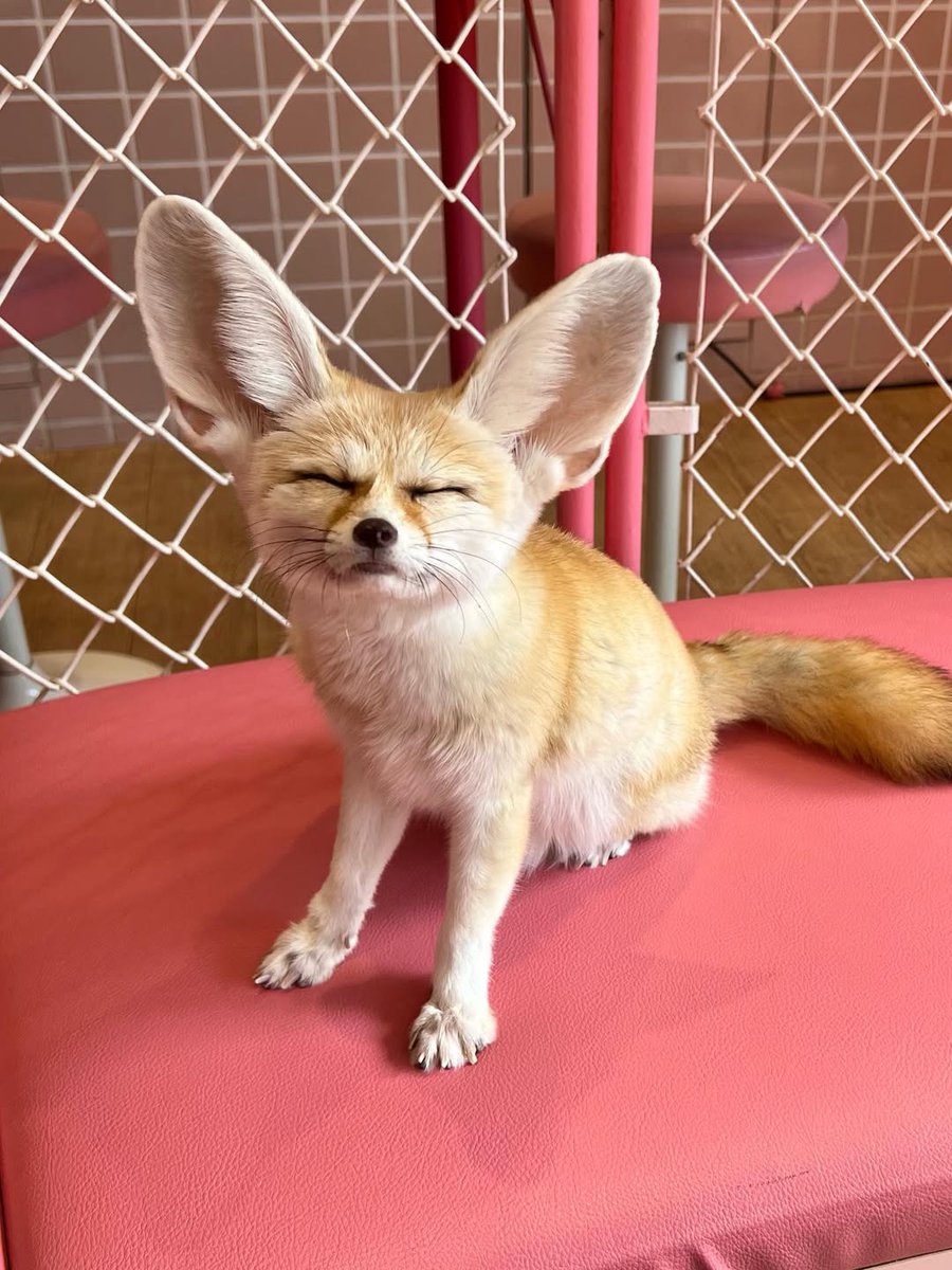 🍁 𝓣𝓱𝓮 𝓕𝓸𝔁 𝓛𝓲𝓯𝓮 🌾🦊 (@thefoxlife) on Twitter photo 