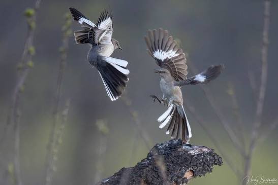 amazingphil akgae tweet media