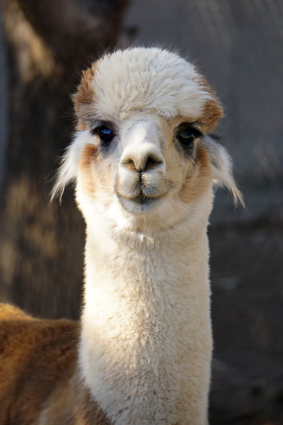 eMLB_Tigers's tweet image. Have you seen this Llama?  Leroy is still missing from our announcement on February 19th.  We have created a brand new number at the stadium for any sightings.  (313)555-LLAMA
The trail will NOT go cold!

#eMLB #eMLBTigers #OOTP #Llamatime #Llama