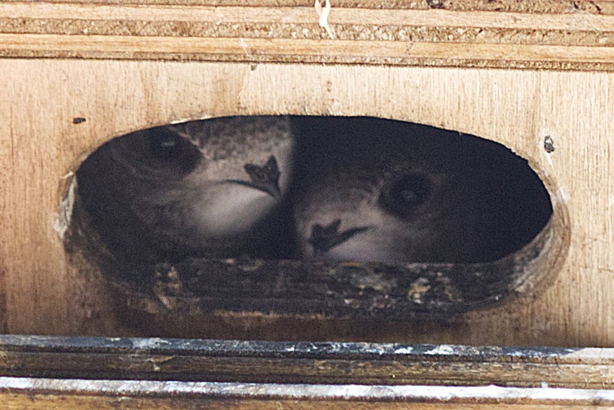 Lewes Swifts tweet media