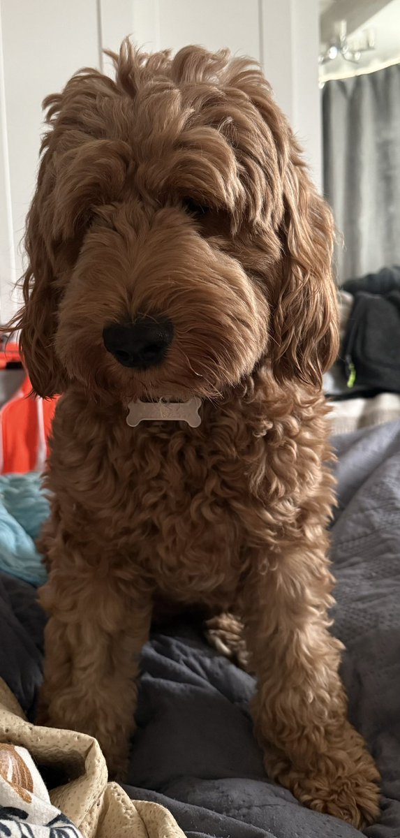 pluto_goofy's tweet photo. @Matt_Pinner Yup same here, coming up to retirement, little anxious as I need to get rid of lots of stuff, downsize to my final home. My beautiful Luna she’s my furry cushion. https://t.co/6brUrMeuVK