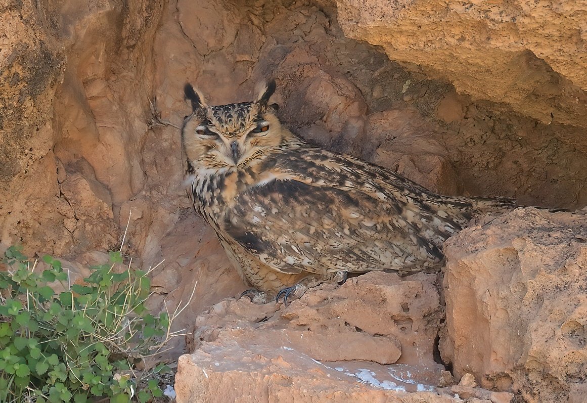 Dennis Morrison tweet media