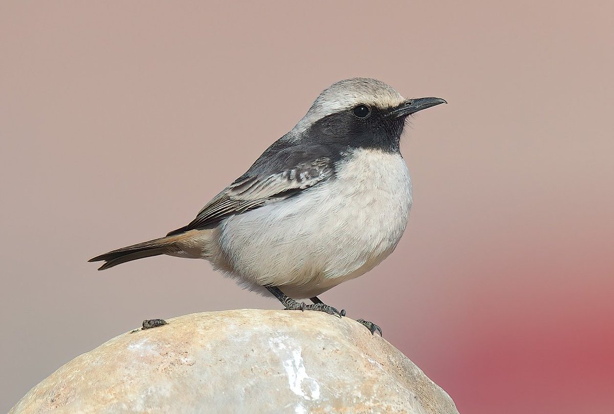 Dennis Morrison tweet media