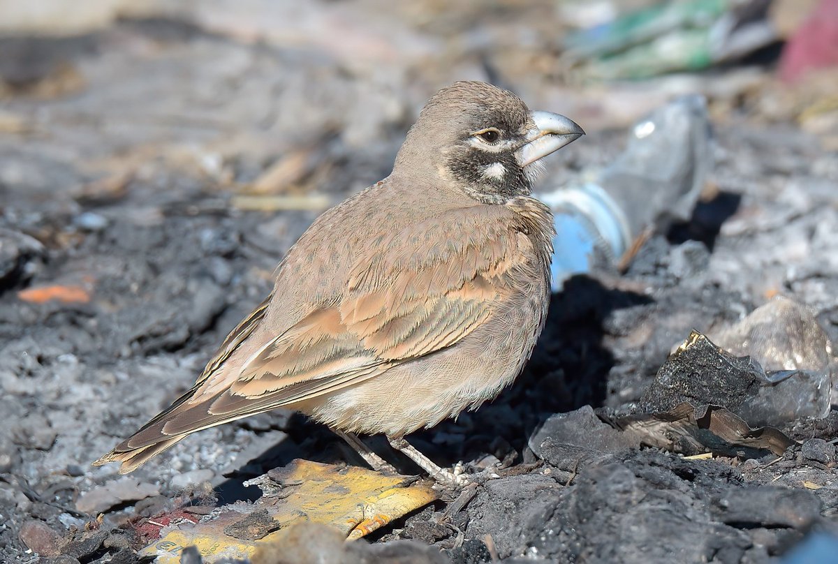 Dennis Morrison tweet media