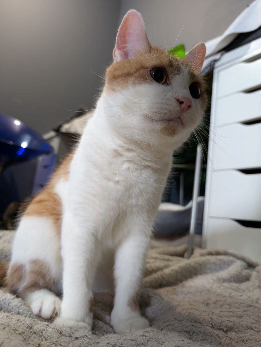 Жодного дзвінка або повідомлення про прилаштування немає з листопада того року…. я кидаю котиків по сотням груп України і нічого… в той час ми прилаштували котиків наших друзів…. А як же наші?

Тедді і Персик шукають один дім на двох як найкращі друзі. Шукають вже два роки…