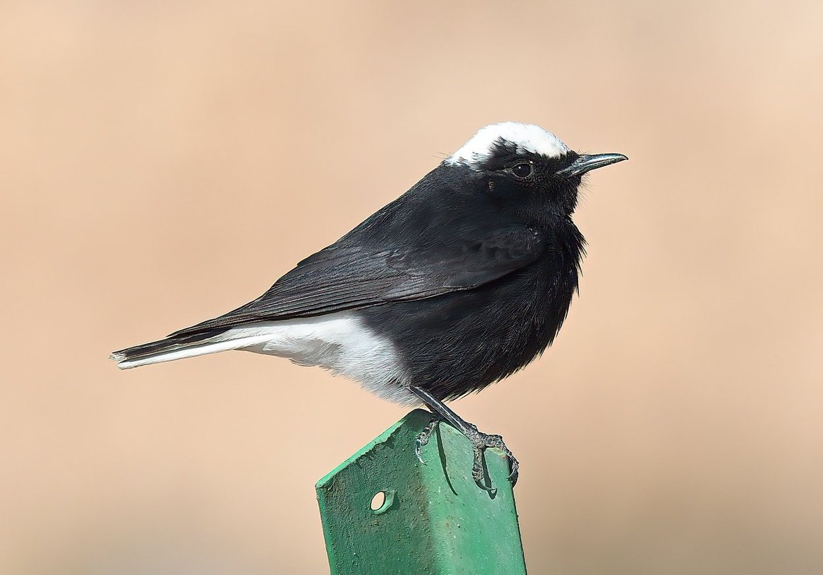 Dennis Morrison tweet media