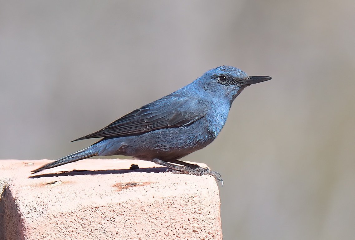 Dennis Morrison tweet media