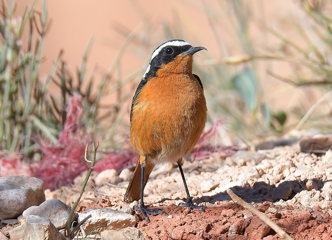 Dennis Morrison tweet media