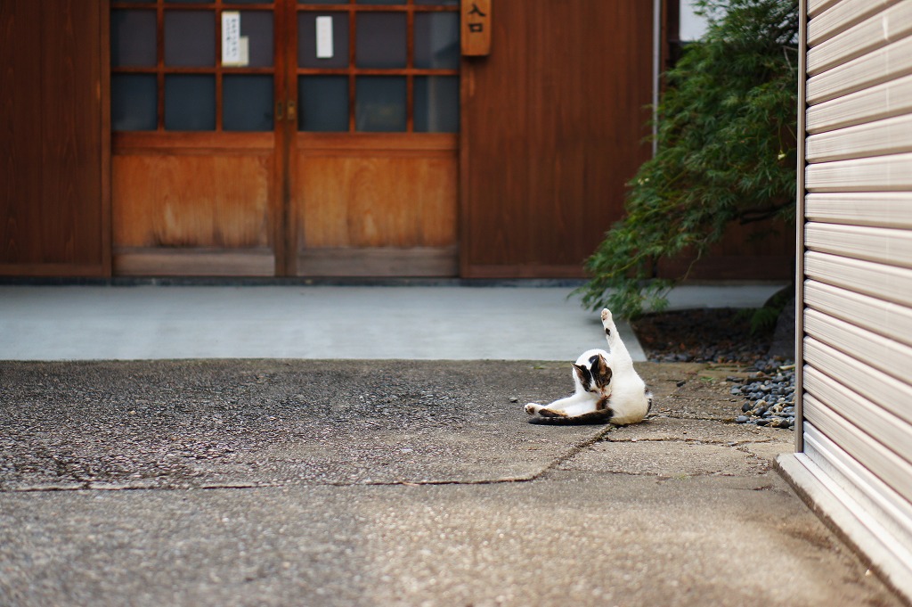 イツカノドコカ tweet media