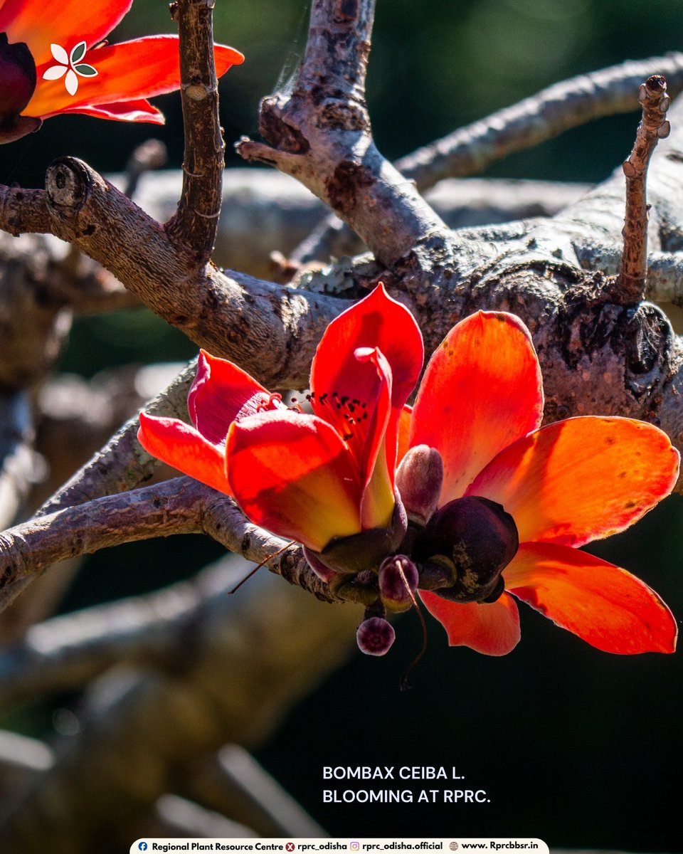 Regional Plant Resource Centre tweet media