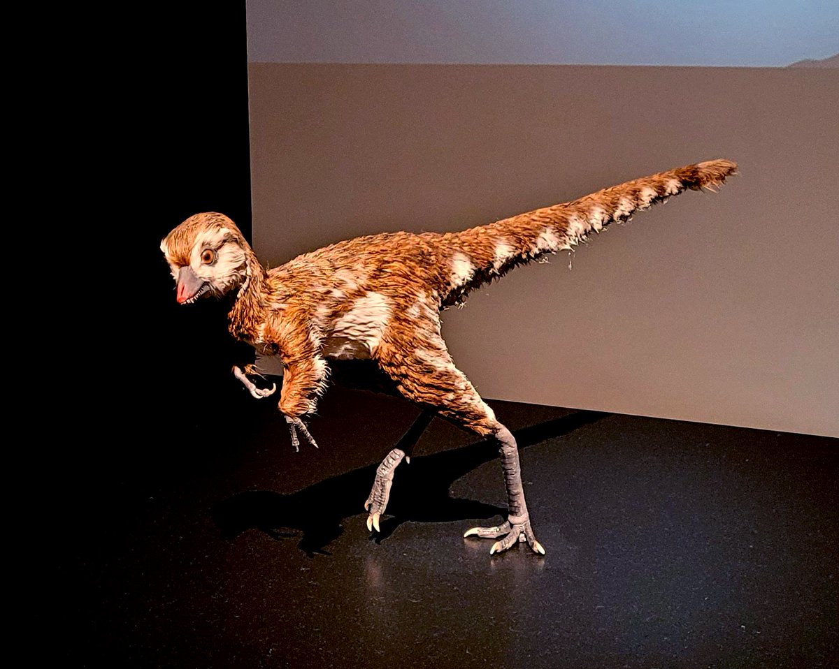 Tommyplodocus tweet media