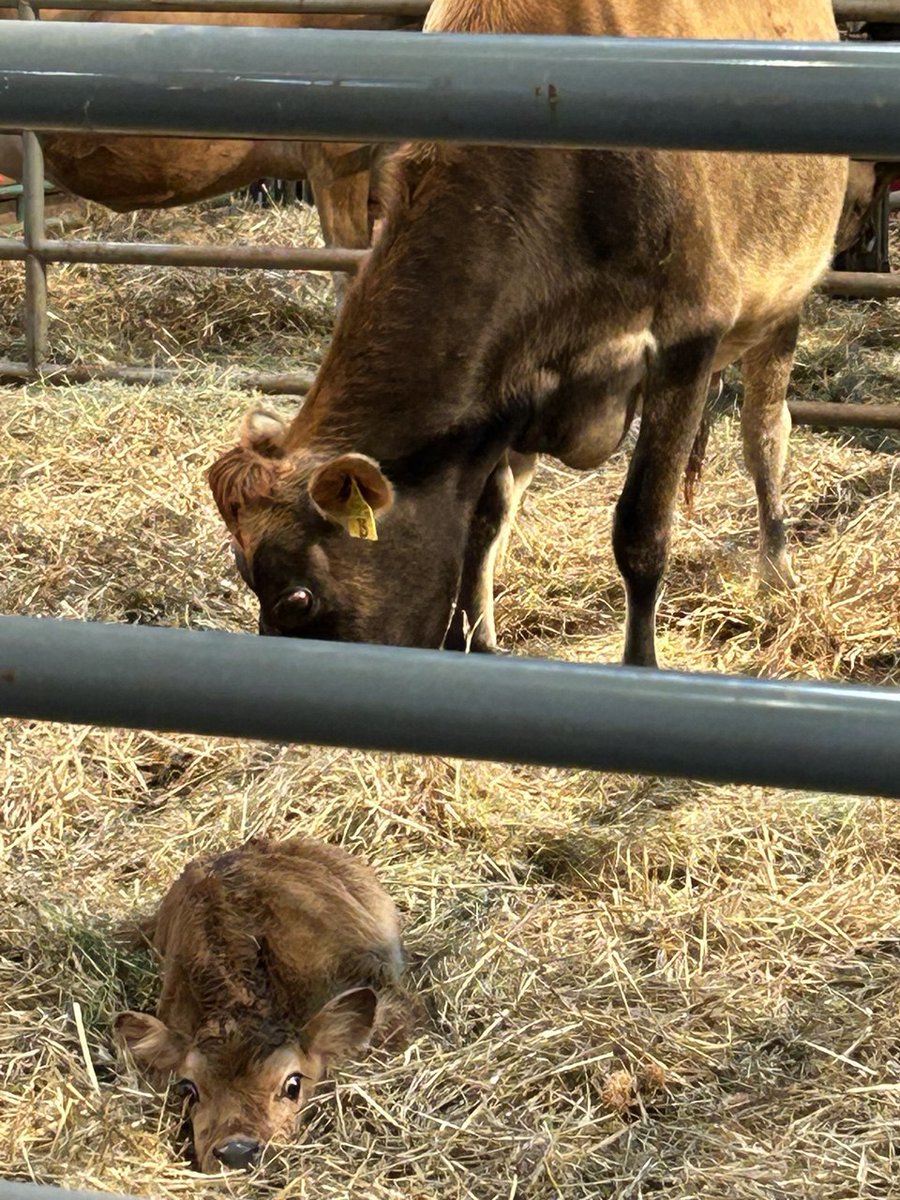 Consulate General of Russia in Houston tweet media
