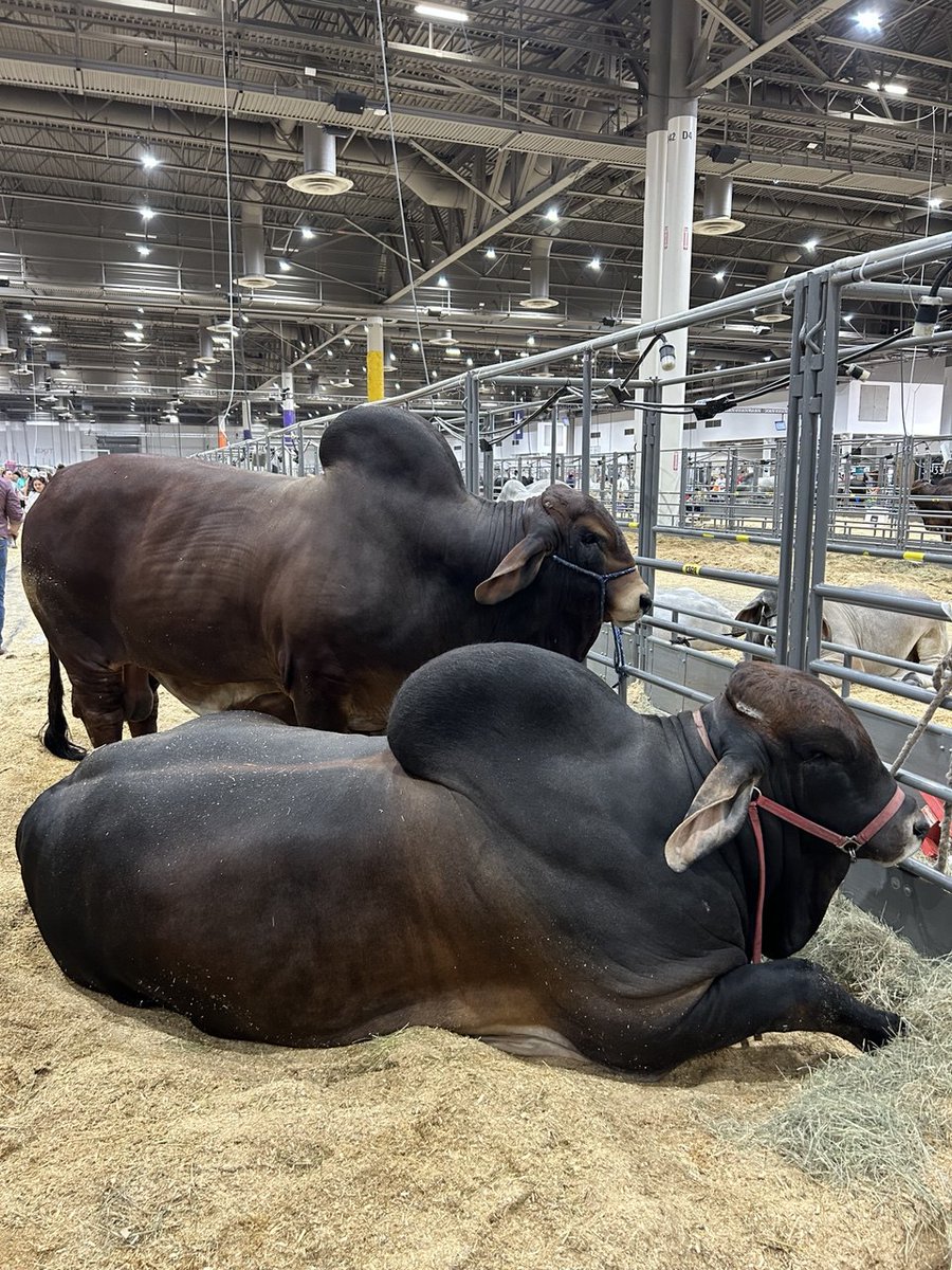 Consulate General of Russia in Houston tweet media