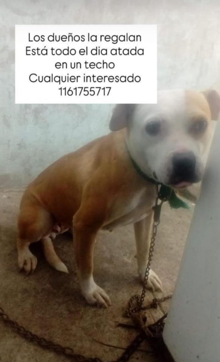 lauragsantacruz's tweet photo. Sin palabras. Ayudemos difundiendo así le cambiamos el destino. https://t.co/j2PfxeQvPh