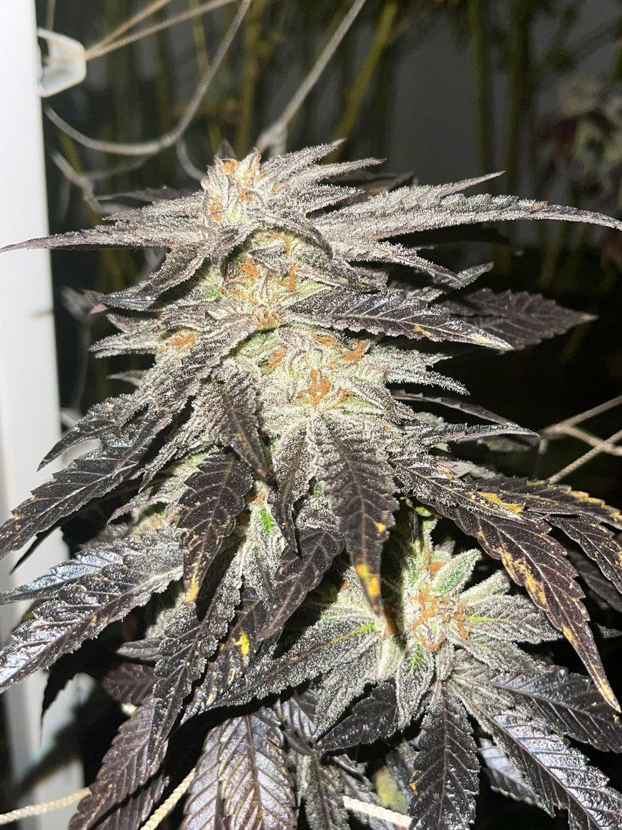 OldSchoolChronic tweet media