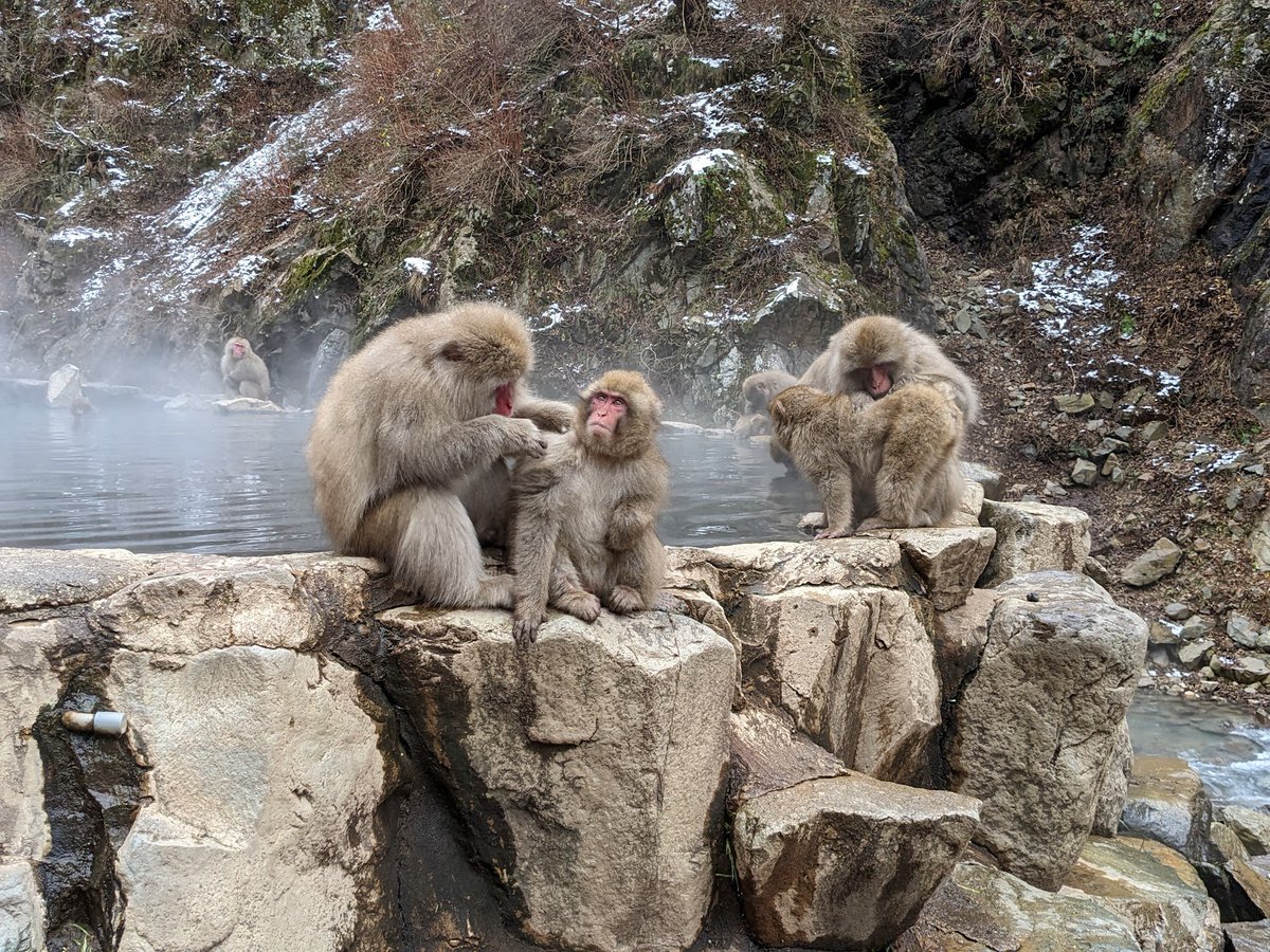 Greibach 💻🦇| Digital Vampire 2.0 Soon™ tweet media