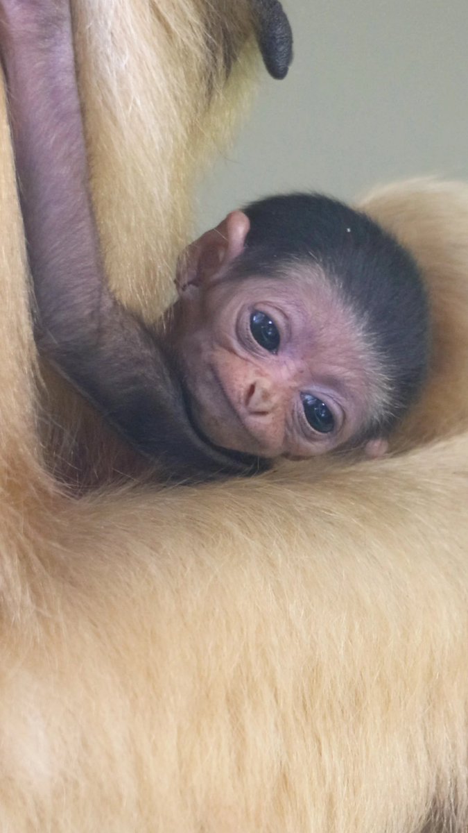 Orangutandrea tweet media