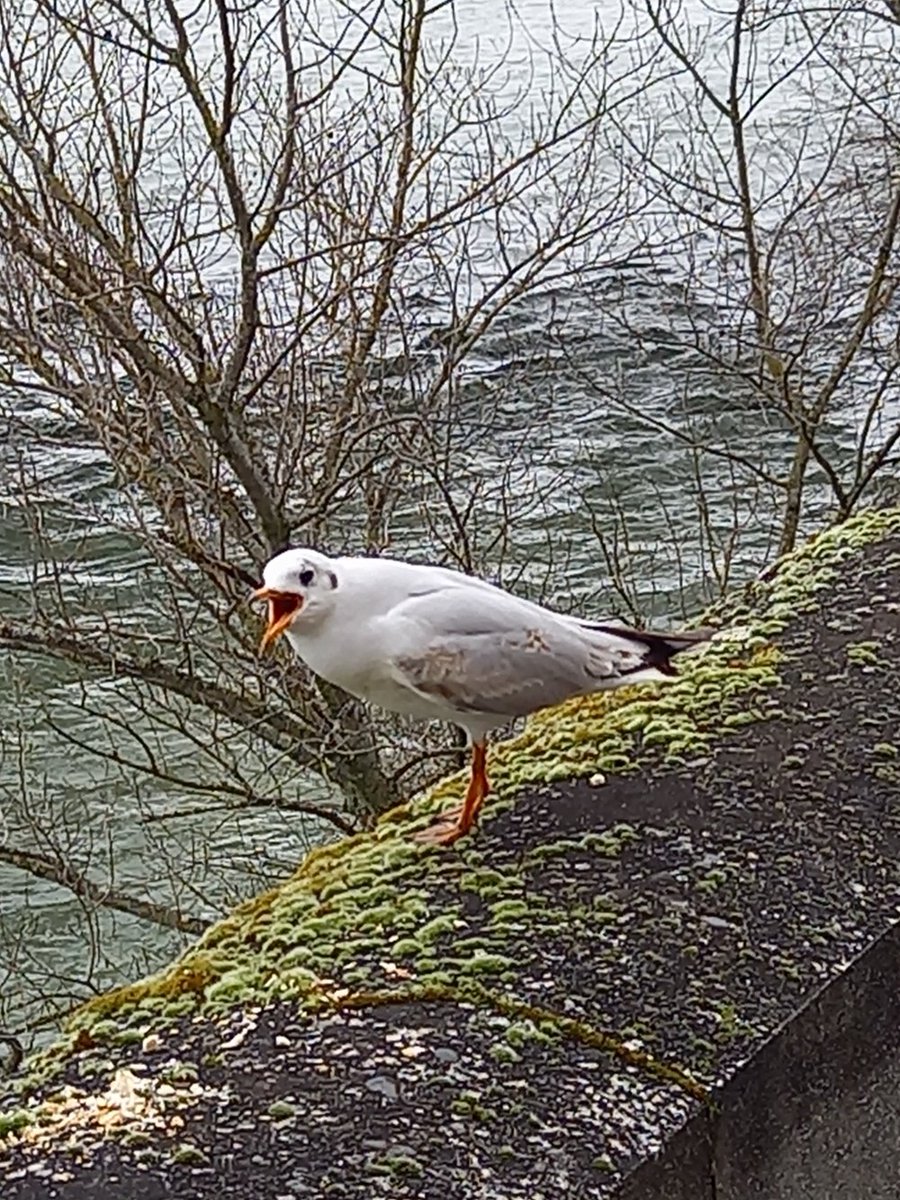 compagnon.yanis.tignard tweet media