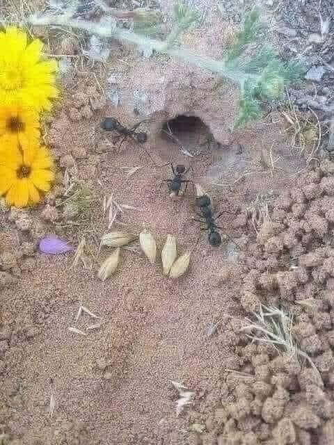 Tu le savais !
Les scientifiques ont découvert que les fourmis, après avoir récolté les graines et les grains nécessaires pour l’hiver, les cassent en deux avant de les stocker dans leurs nids car les casser en deux leur empêche de germer, Même sous la pluie et dans les