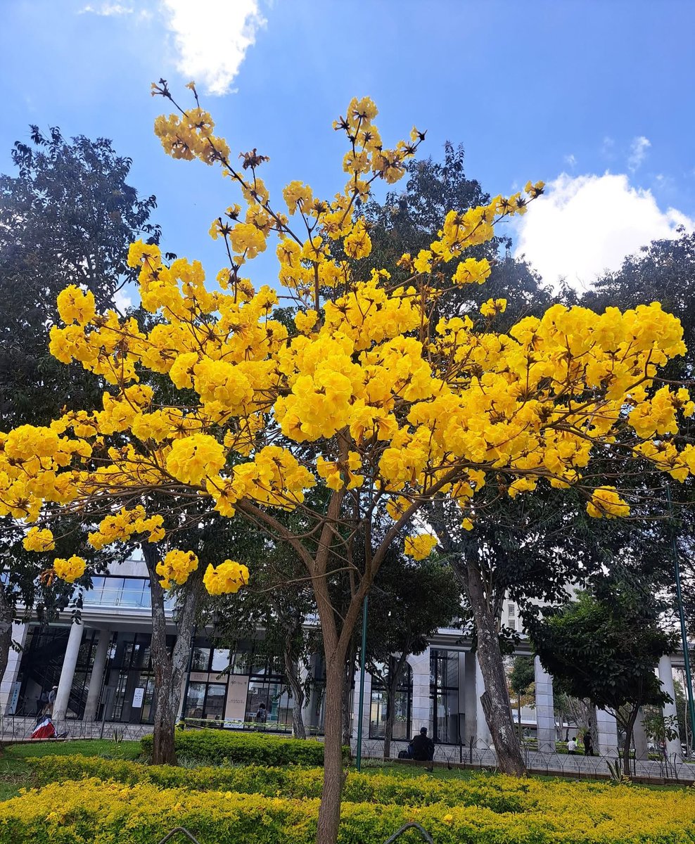 Lo mejor de la época 😍.

Cientos de árboles florecen en la capital y varios departamentos con su peculiar tono amarillo creando un tremendo espectáculo visual.

Y pronto empezarán a florecer los matilisguates 😍